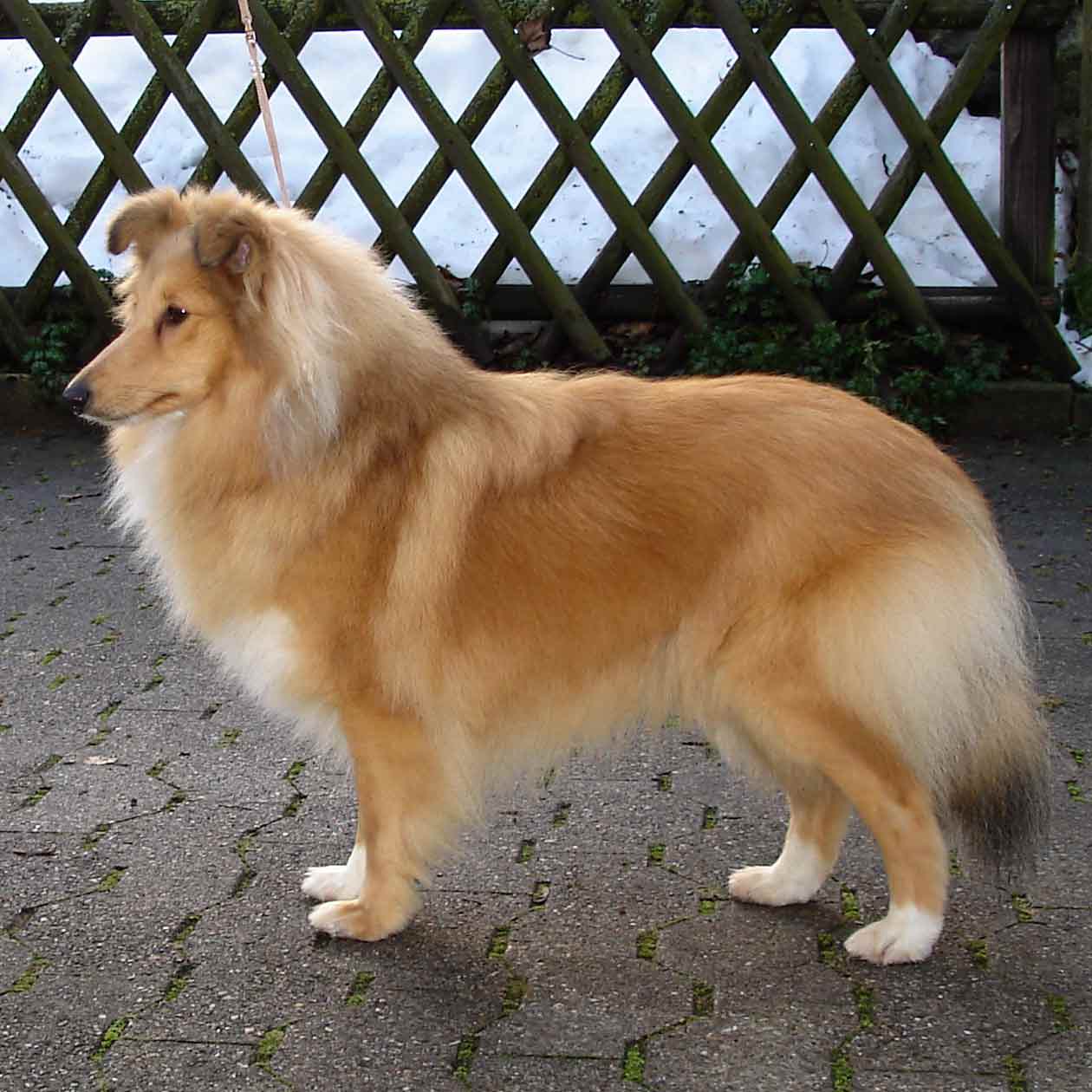 Thara